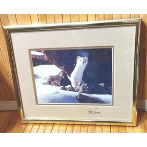 Ermine Short-tailed Northern Weasley Winter Snow White Stoat Photo Artist Signed